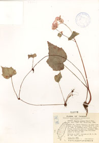 Specimen thumbnail